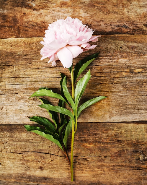 Fresh beautiful peony flower