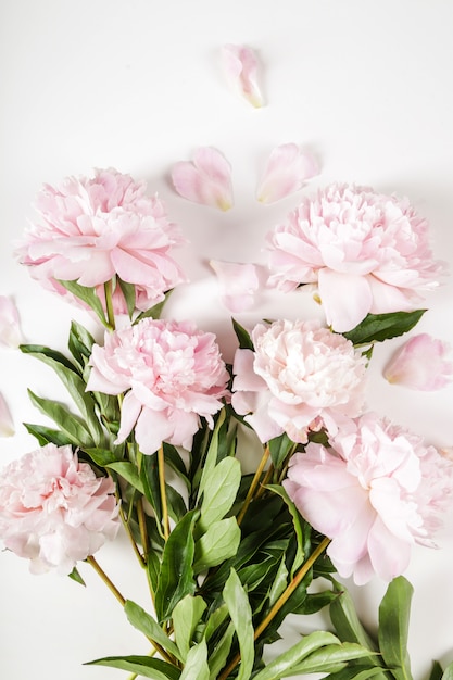 Fresh beautiful peony flowers