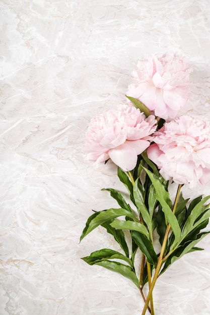 Fresh beautiful peony flowers