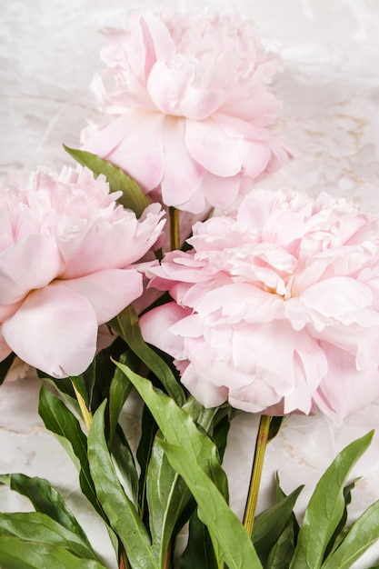 Fresh beautiful peony flowers