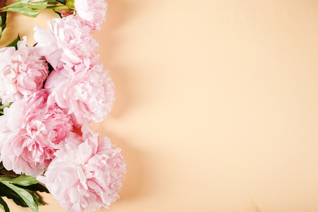 Fresh beautiful peony flowers