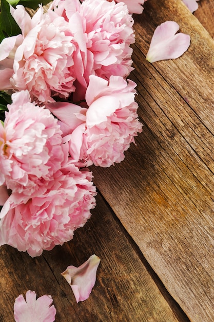 Fresh beautiful peony flowers