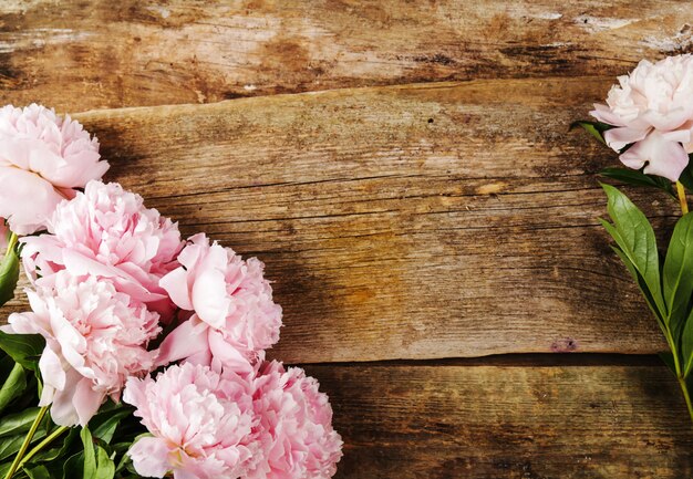 Fresh beautiful peony flowers