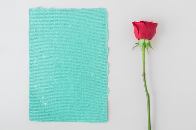Свежая красивая красная роза возле синей бумаги