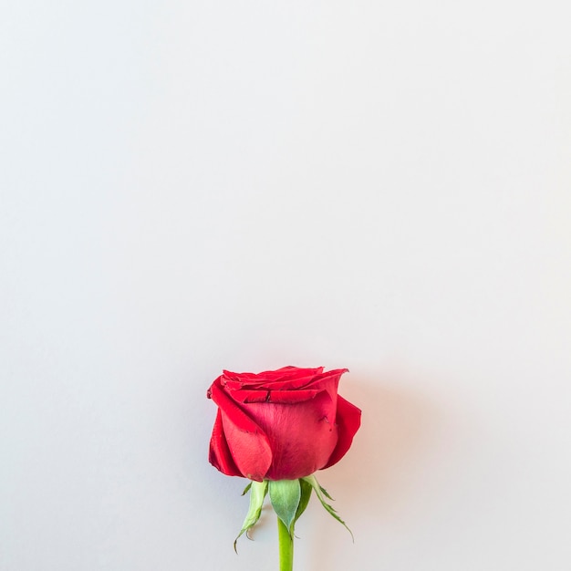 Fresh beautiful red rose 