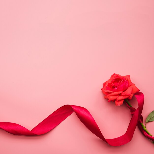 분홍색 배경에 빨간색 새틴 리본으로 묶어 신선한 아름다운 장미
