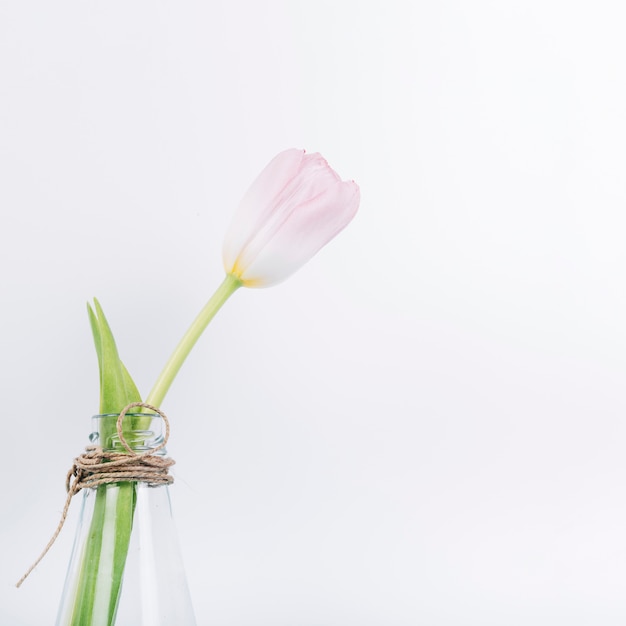 Fresh blooming tulip flower in transparent vase over white backdrop