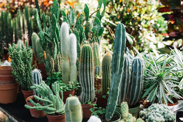 Fresh cactus plants growing in greenhouse