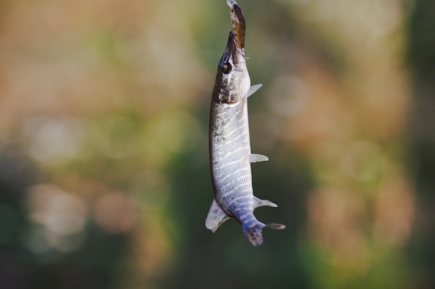 Fresh caught fish on blur background