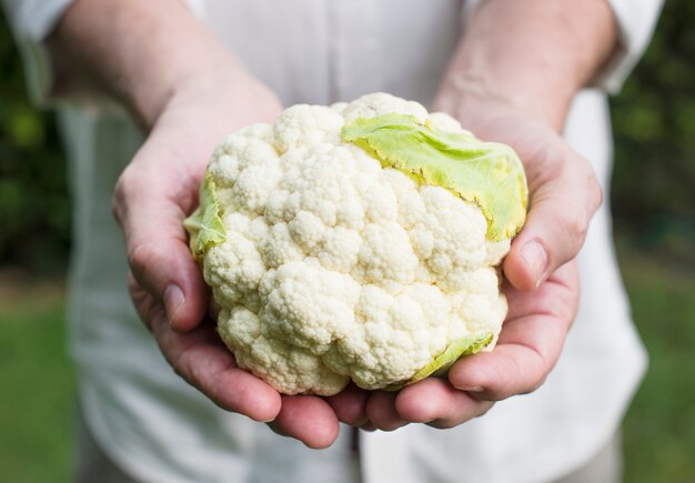 Fresh cauliflower vegetable