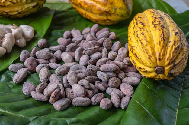 Свежие стручки какао и свежие какао-бобы с сушеными какао-бобами