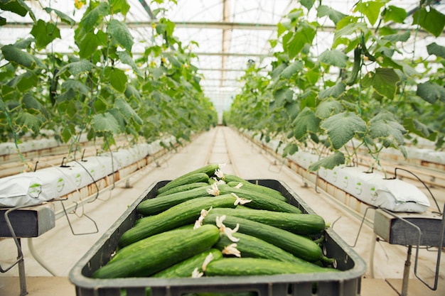 温室植物からプラスチックの箱に集められた新鮮なキュウリ。