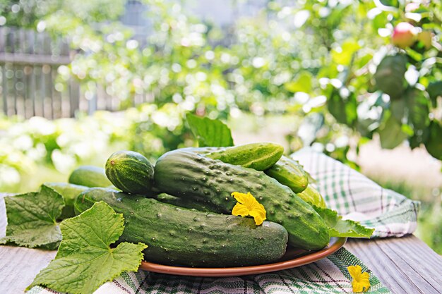 夏の庭のテーブルの上の庭から新鮮なキュウリ。