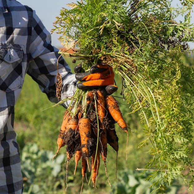 Cultura fresca del raccolto delle carote all'azienda agricola