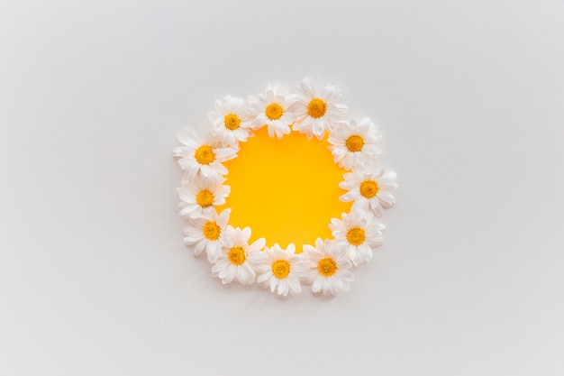 Fresh daisy flowers arranged on circular shape on orange paper against white backdrop