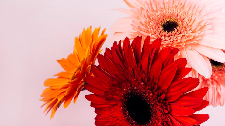 無料Photo ピンクの背景に対して新鮮な繊細なガーベラの花