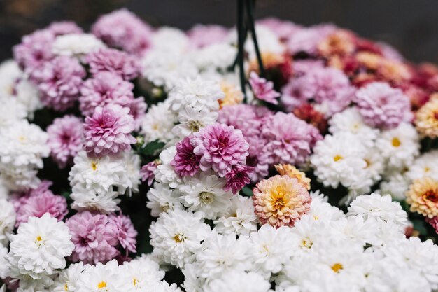 Fresh different aster flowers in bloom