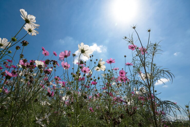 Free Photo fresh and dried cosmos flowers field