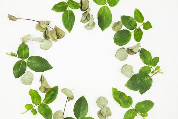 Fresh and dry leaves arranged in frame on white background