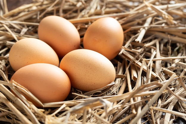 닭고기에서 신선한 계란.