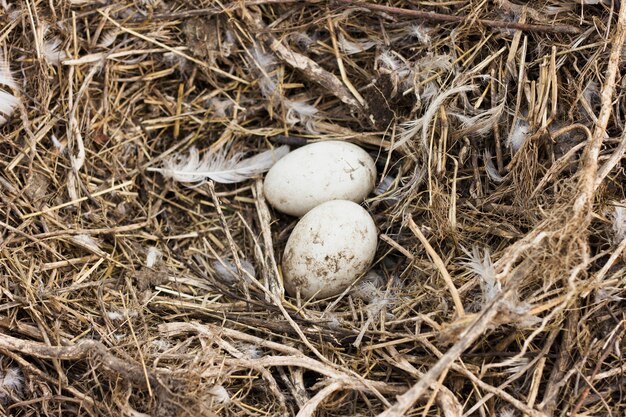 Fresh eggs in hay from chickens at farm