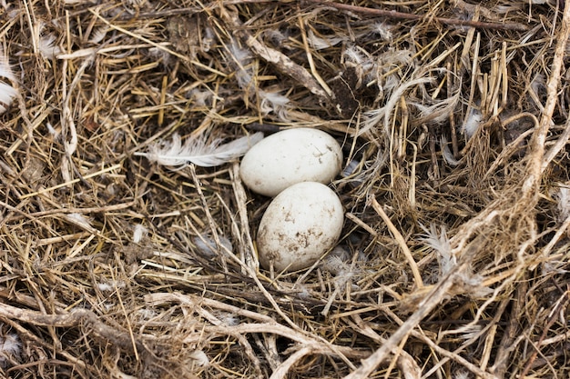 農場で鶏から干し草の新鮮な卵