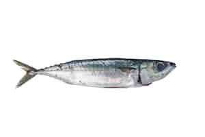 Free photo fresh fish mackerel