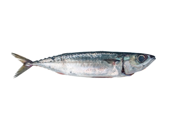 Fresh fish Mackerel