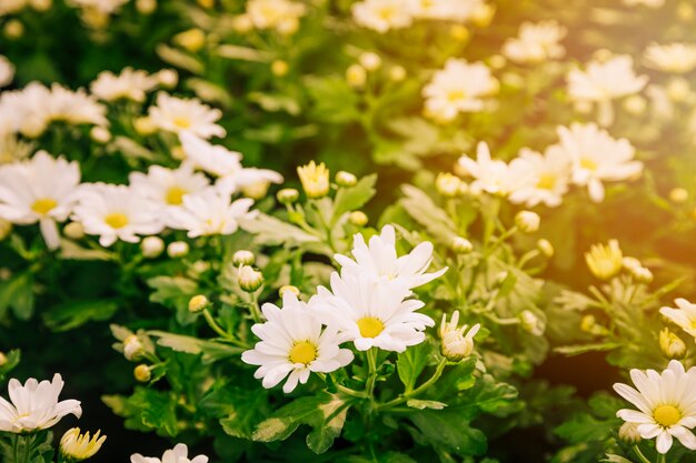 Fresh floral background of white chrysanthemum flowers