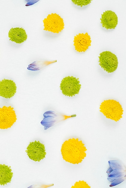 Free photo fresh flower pattern on white background