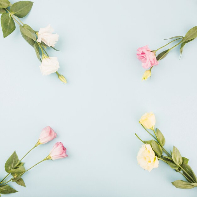 Fresh flowers on blue background