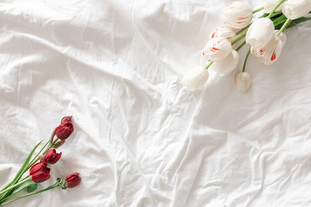 Fresh flowers tulips in a white bed top view copy space