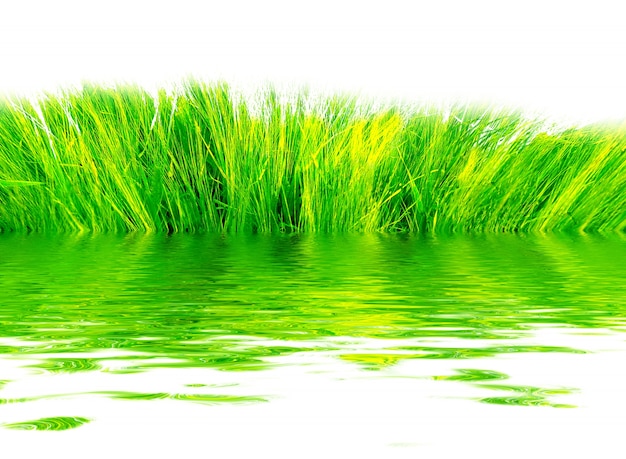 Fresh grass reflected in water