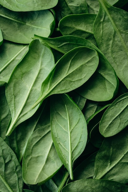 Free photo fresh green baby spinach leaves natural background