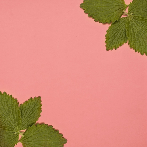 Fresh green balm mint at corner of the pink background