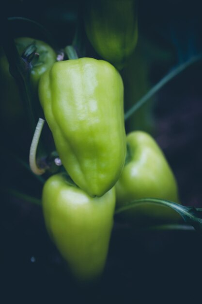 Fresh green bell peper