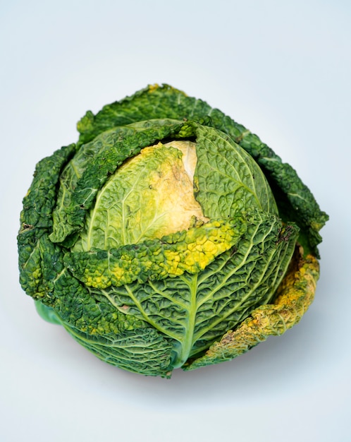 Free photo fresh green cabbage vegetable