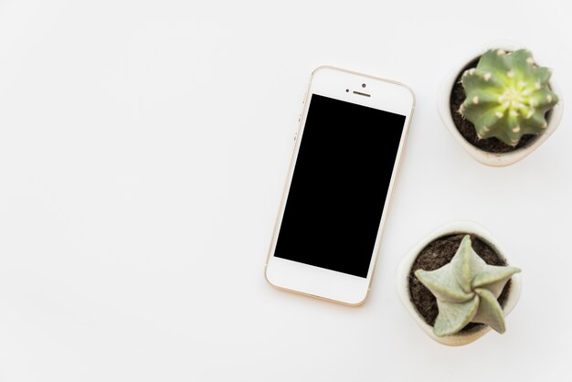 Свежие зеленые кактусы возле смартфона