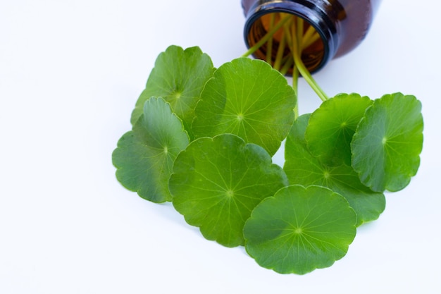 Fresh green centella asiatica leaves in brown bottle on white background.