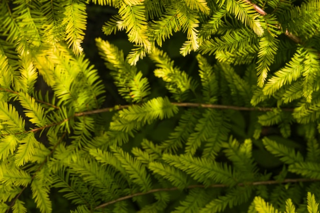 신선한 녹색 바늘 모양의 잎