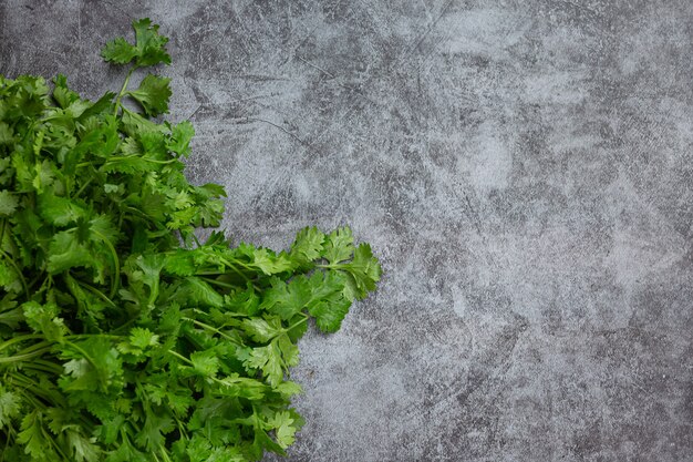 Fresh green  coriander on dark floor