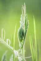 Бесплатное фото Свежая зеленая трава на лугу