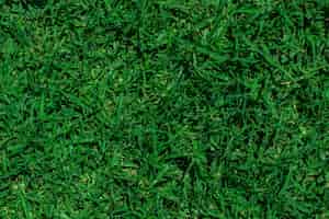Бесплатное фото Свежая зеленая трава