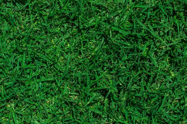 Fresh green grass texture