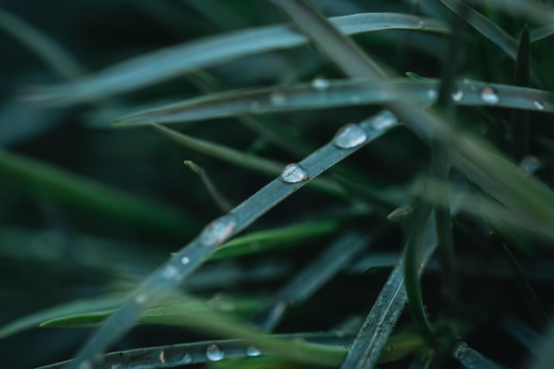 Fresh green grass with dew drops close up