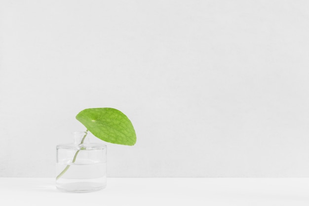 Fresh green leaf in glass bottle against white background