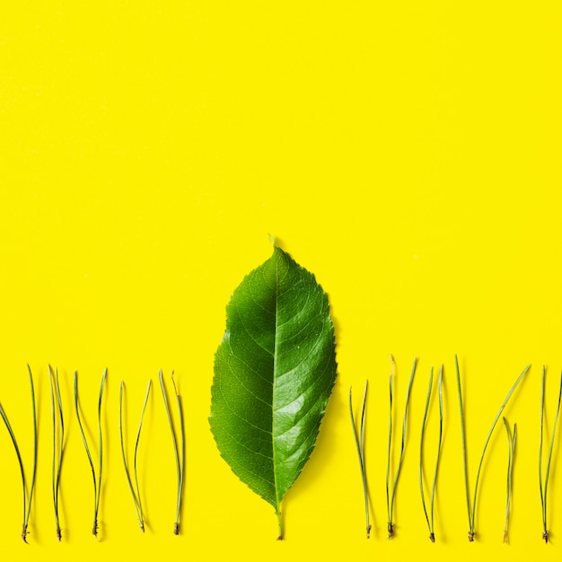 Fresh green leaf between the grass on yellow background