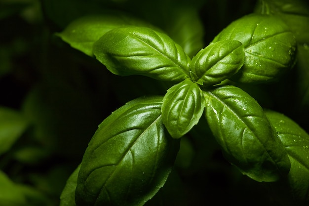 바질의 신선한 녹색 잎, 라틴어 이름 Ocimum basilicum