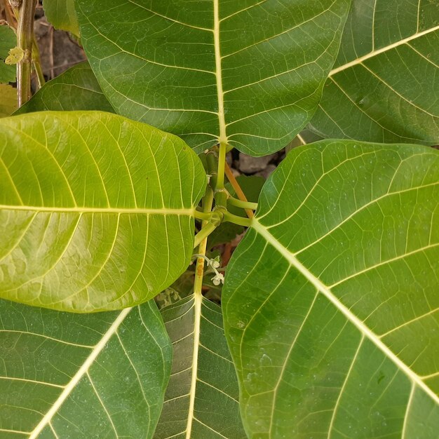 Fresh Green Leaves Background