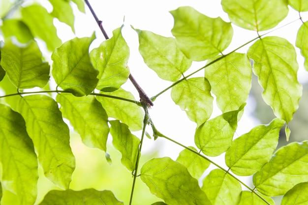 Fresh green leaves on branch